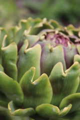Fototapeta premium artichoke in the garden