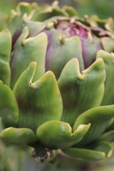 Obraz premium close up of a artichoke