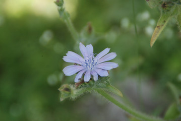 purple flower in the garden