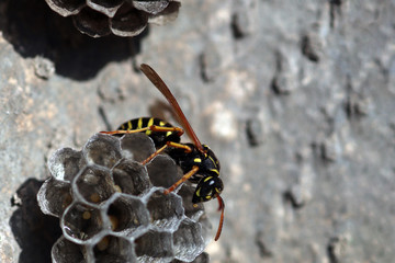 Wasp is looking for her larvea in hive 10