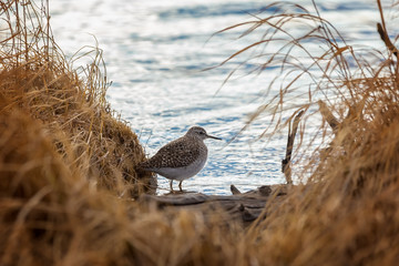 Sandpiper between bumps in a swamp