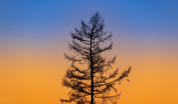 The tree on sunset background