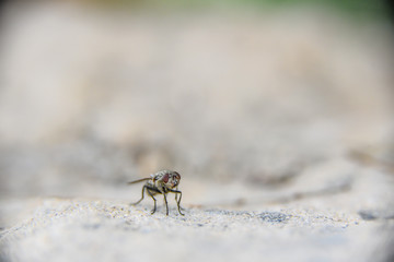 Mosquito perched on a white wall in an urban garden on a bright spring day