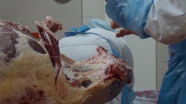 Saw cutting into cow carcass in slow motion