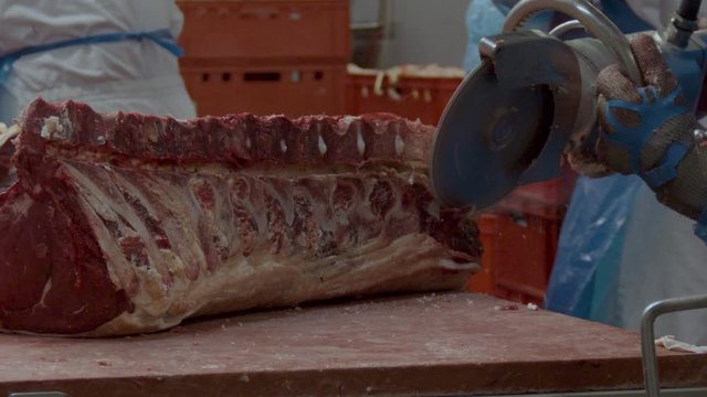 Buzzsaw cutting into large piece of cow carcass