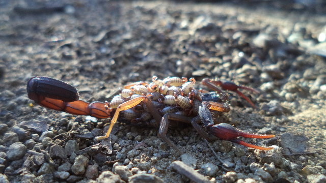 Close-up Of Scorpion And Babies On Field