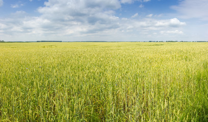 Field of unripe wheat against the sky with clouds
