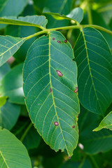 Walnut Leaves Affected With Disease - Gnomonia Leptostyla