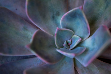 close up of succulent plant