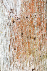 Tree with bark beetle holes.