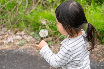 タンポポの綿毛を吹く女の子