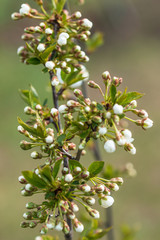 flower buds of cherries on a tree branch