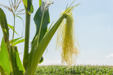 Ripening corn ear with young corn silk against the sky