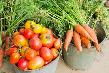 Freshly harvested tomatoes and carrots in old iron buckets