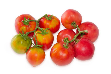 Freshly harvested tomatoes on twigs on a white background