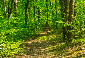 Photo of a path in a Park area