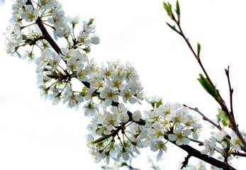snow-white plum blossoms in the spring garden