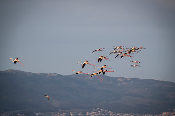 Pink big birds Greater Flamingos, Phoenicopterus ruber, in the water, izmir, Turkey. Flamingos cleaning feathers. Wildlife animal scene from nature.