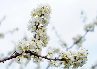 snow-white plum blossoms in the spring garden