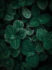 Dark green leaf tone,t texture leaf background.