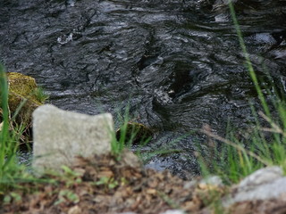 black river in the woods