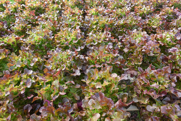Hydroponic farm salad plants on water without soil agriculture in the greenhouse organic vegetable hydroponic system young and fresh red oak lettuce salad growing