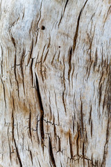 Old Weathered Tree Bark Texture