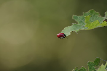 macro ladybug on green leaf