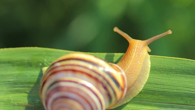 garden snail creeping on a green leaf close-up top view (Cepaea hortensis)