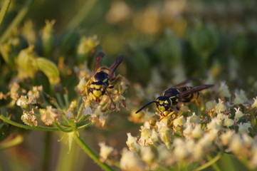 macro bee on yellow flower