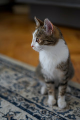 Fototapeta Kot domowy obraz