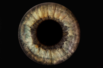 Human brown-green yellow eye iris. Pupil in macro on black background