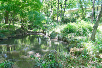 東村山中央公園の池