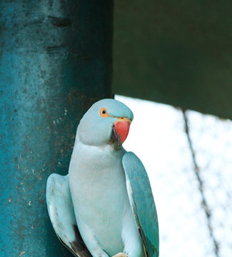 
A blue colour morph mutation parakeet.The rose-ringed parakeet also known as the ring-necked parakeet, is a medium-sized parrot in the genus Psittacula, of the family Psittacidae. 