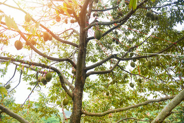Durian tree with durian fruit hanging on the tree branch in the garden orchard tropical summer fruit waiting for the harvest nature farm on the mountain Durian in Thailand