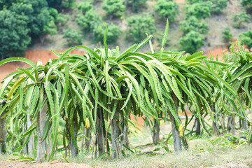 Dragon fruit tree in the garden orchard tropical summer fruit nature farm on the mountain agriculture - dragon fruit in Thailand