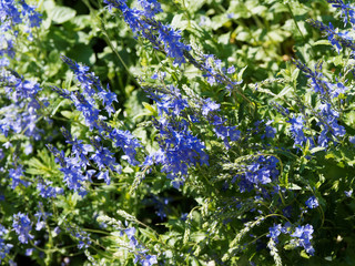 (Veronica austriaca) Fleurs bleues royales de v&eacute;ronique germandr&eacute;e ou v&eacute;ronique autrichienne 