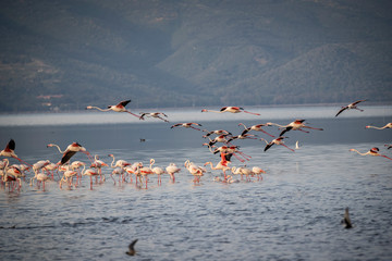 Naklejka premium Pink big birds Greater Flamingos, Phoenicopterus ruber, in the water, izmir, Turkey. Flamingos cleaning feathers. Wildlife animal scene from nature.