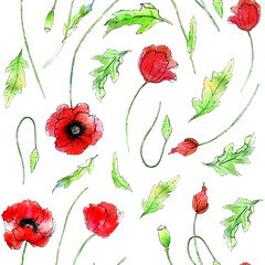 Red poppies Hand graphics, watercolor work. Wildflowers.