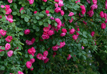 rose  garden flower