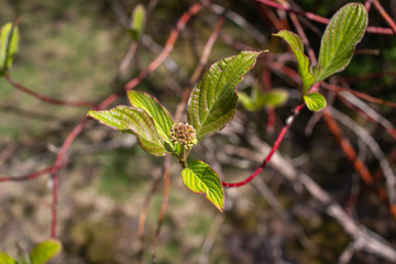 Abstract view of emerging new young leaves on a variegated dogwood bush, with defocused background