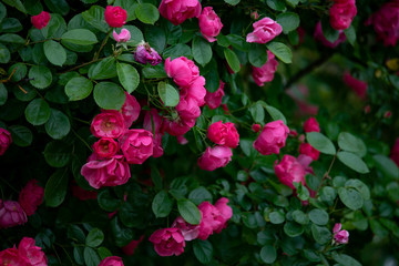 rose  garden flower