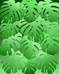 Green leaves of monster. Background image.