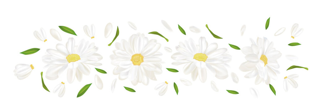 Realistic chamomile isolated on white background. Delicate flower chamomile. Fresh bunch chamomile. 3d illustration