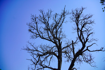 The old and completely dry tree growing against the blue sky