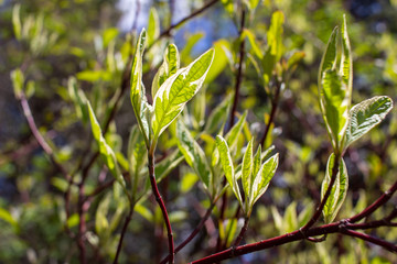 Abstract view of emerging new young leaves on a variegated dogwood bush, with defocused background