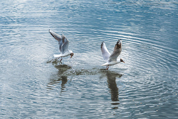 two seagulls on the hunt, Angry Bird Hunting For Food