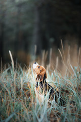 dog on nature in the park.beagle puppy. Pet for a walk