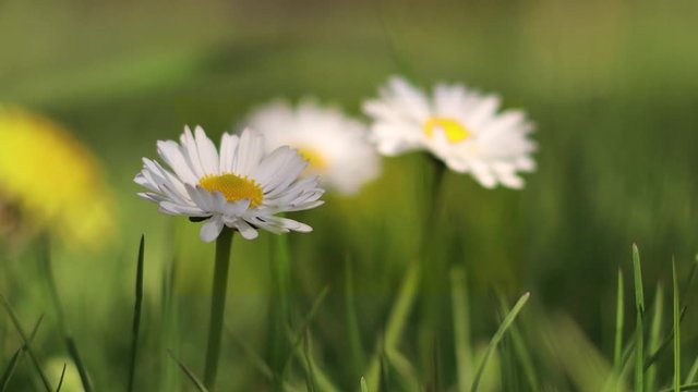 Close up to Still White English Daisy Flowers Blooming in Spring. Zoom in Bellis Perennis Bokeh.
