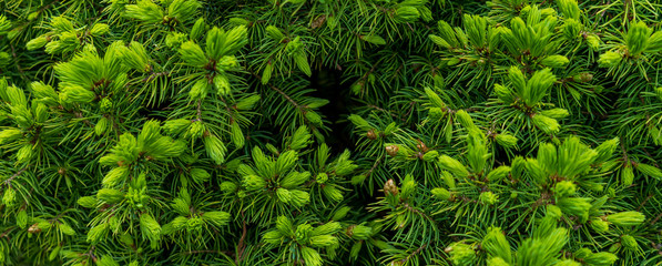 Naklejka na ściany i meble Banner of a young fir picture in early spring